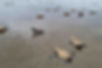 hermosas tortugas luego de ser liberadas en santuaría del pacifico chocoano.jpg